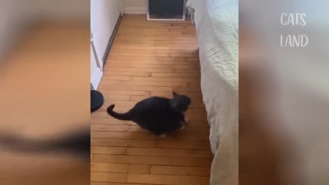 super Best Funny Cat Videos