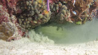 Moray eel vs blue tang