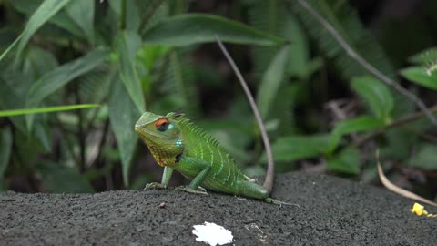 Green Garden Lizard