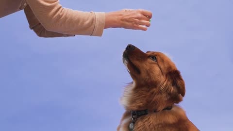 Animal Care & Pets - Brain Training for Dogs