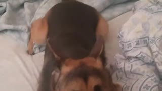 German shepherd runs on bed when owner tries to dry him off