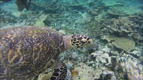 Maldives Short Snorkeling video Part 17