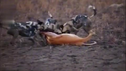 A group of wild dogs hunted pregnant antelope