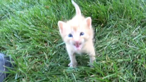 Curious kitten climbs up on me