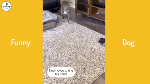 Funny Angry Dogs🐶🤣 You Don't want to Mess With These Pets🐶