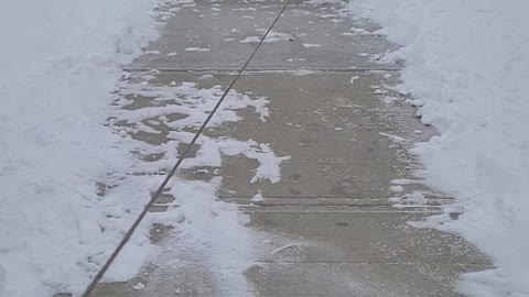 Dog wearing boots for first time