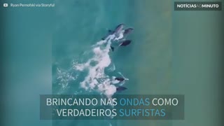 Drone mostra golfinhos pegando onda na costa australiana