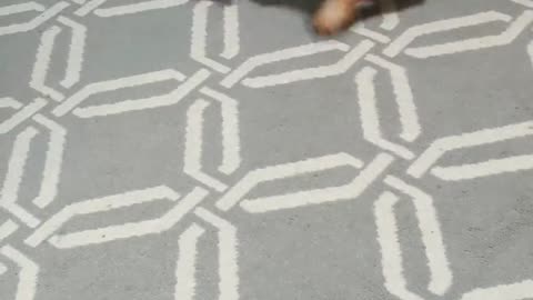 Confused Dachshund can't handle baby's toy
