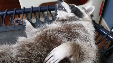 Raccoon tells his sister where it itches, and she scratches it.