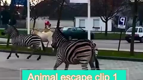 Animals Escaping