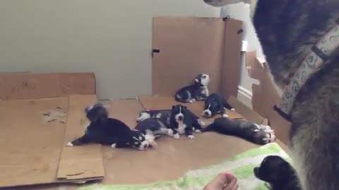 Husky puppies howling.