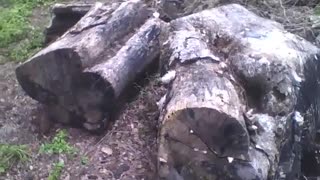 Filming 2 felled large tree trunks near the forest [Nature & Animals]