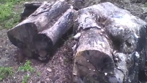 Filming 2 felled large tree trunks near the forest [Nature & Animals]