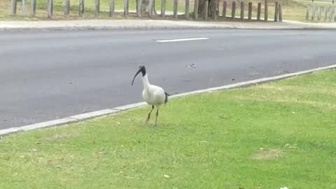 Australian White Ibis Bird