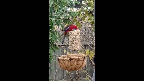 Wild Rosella Tests New Seed Block Location For First Time