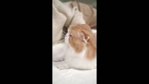 cute kitten, funny Kitten trying to unplug the cable #shorts #shortvideo #PetsTv #rumble