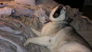 Husky Sparks Protest Refusing To Get Out Of Bed