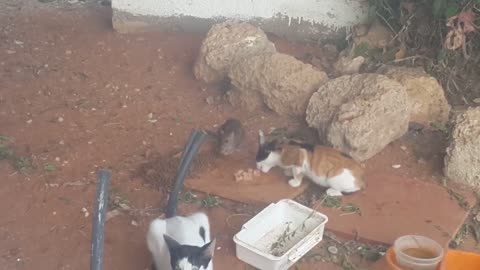 cat Rat Stealing Cats' Food