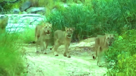 Lion Attack on Safari Car l park