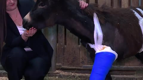 A donkey with broken legs SAVED by Russian volunteers