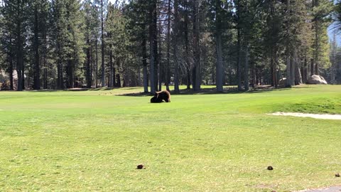 Black Bear Cubs Wrestle on Golf Course