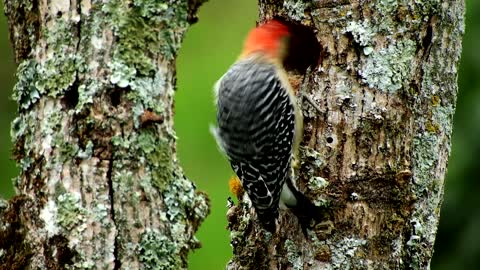 Beautiful woodpecker pecks