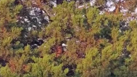 Dog Somehow Climbs to Top of Tree