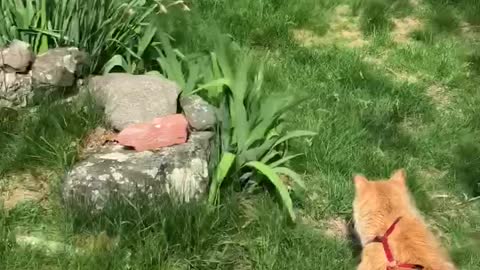 Steven the Cat chasing Bunnies