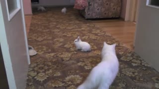 Rabbits are playing with a cat