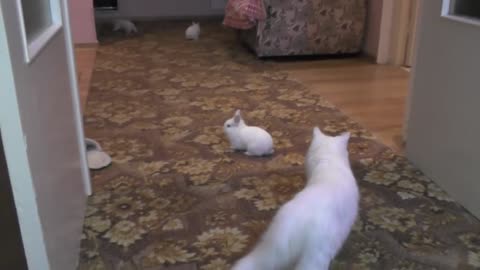 Rabbits are playing with a cat