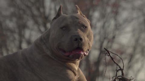 XXL American Bully "ROME"