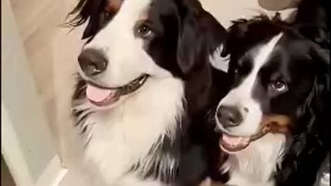 funny dogs 😂