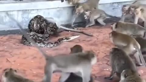 Monkey and snake fight
