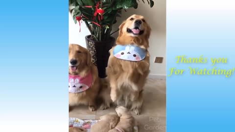 Cute Pets And Funny Animals Compilation HHHHH