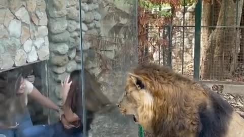 Zoo in Lebanon faces furious backlash over ‘CRUEL and ‘DISGUSTING glass viewing box