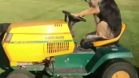 HAVE YOU NEVER SEEN A GERMAN SHEPHERD DRIVING?