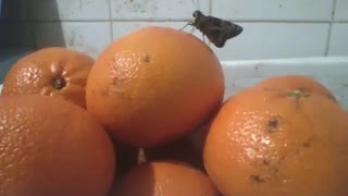 Moth is seen on top of orange, that was very citrusy! [Nature & Animals]