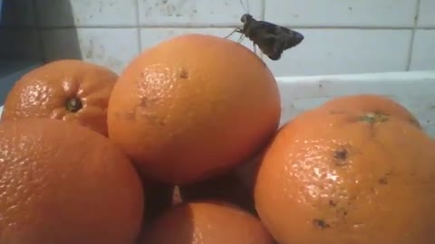Moth is seen on top of orange, that was very citrusy! [Nature & Animals]