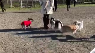 Woman in white jacket stands next to dogs at dog park