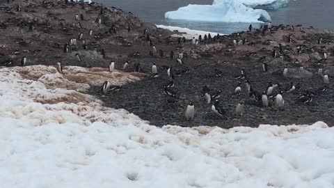 Colony Antarctica
