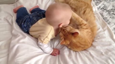 How Cats Meeting Babies for the FIRST Time [really interesting]