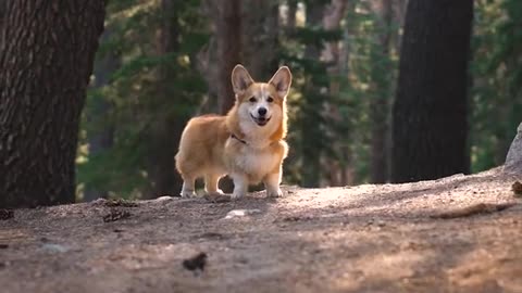 This is your sign to take your dog on an adventure! ⛰🐕