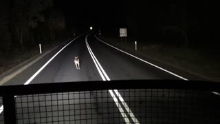 Speedy Kangaroo