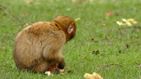 a small monkey eating bread in a beautiful way