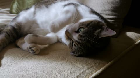 Adorable loving grey and white short haired pet cat rolling over for attention