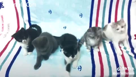 cute and funny videos about cats