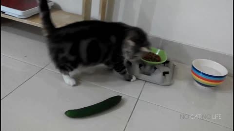 Cats vs Cucumbers Funny Compilation #17 - Our Pets 🐶
