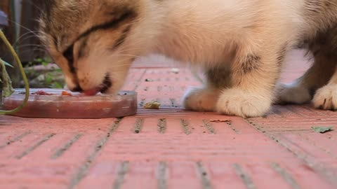 Hungry kitten eat