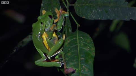 Gliding Leaf Frogs | Planet Earth | BBC Earth