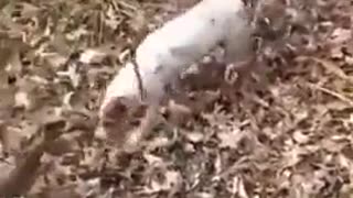 Dog Gets Into a Predicament After Chasing a Squirrel